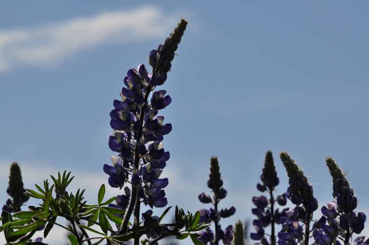 lupine